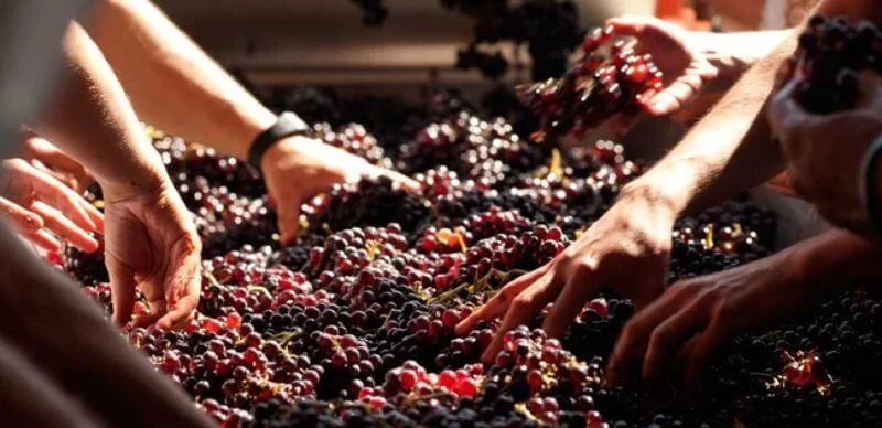 Processo com uvas